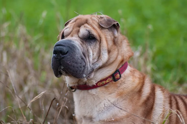 Le Shar-Peï