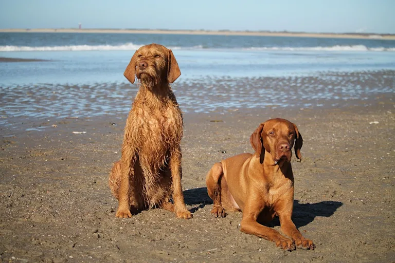 Braque hongrois à poil dur