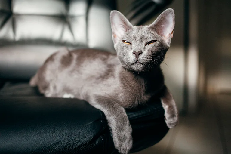 le-korat-le-chat-qui-porte-bonheur