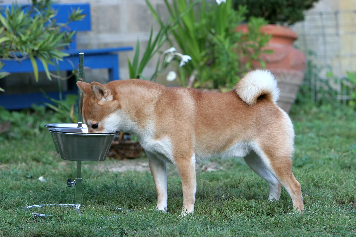 combien-repas-par-jour-chien