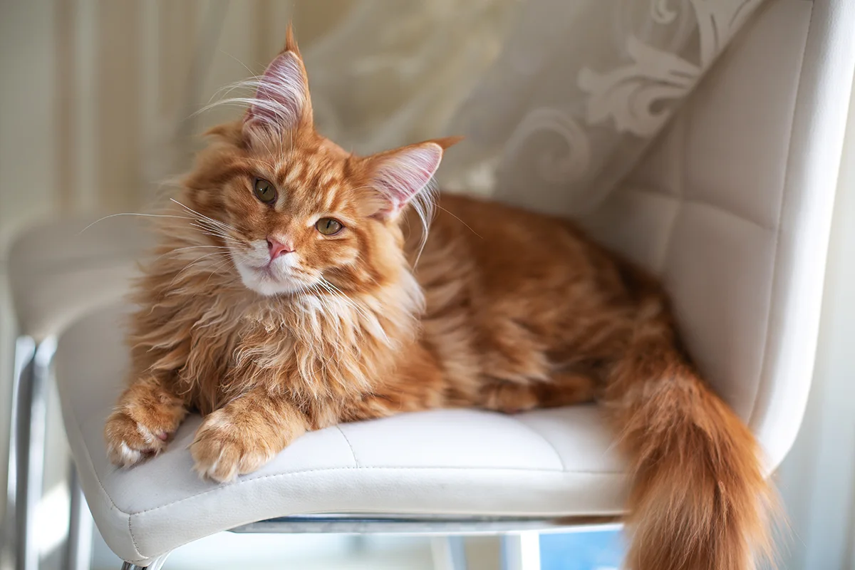 cardiomyopathie-hypertrophique-maine-coon