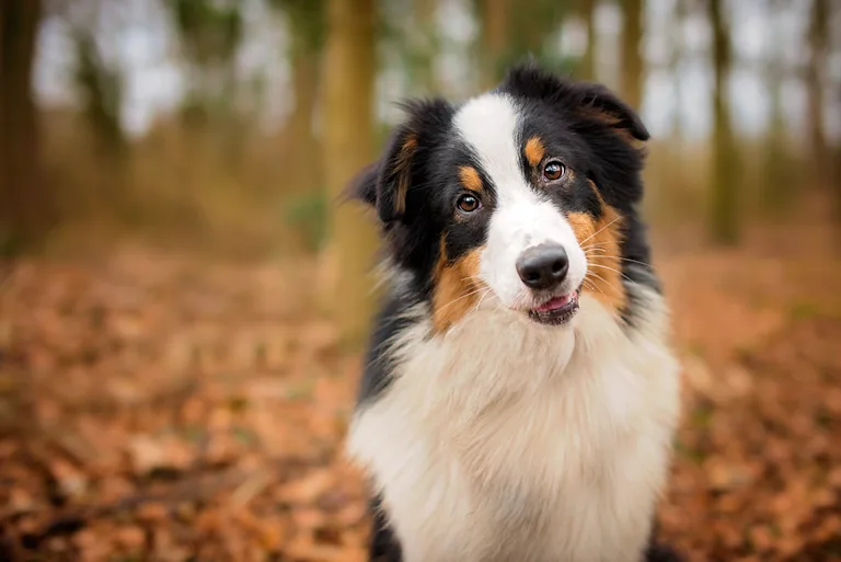lhepatozoonose-chez-le-chien-causes-symptomes-et-traitement