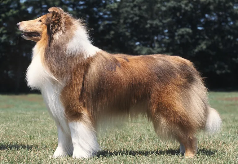 mutation-gene-mdr1-chien
