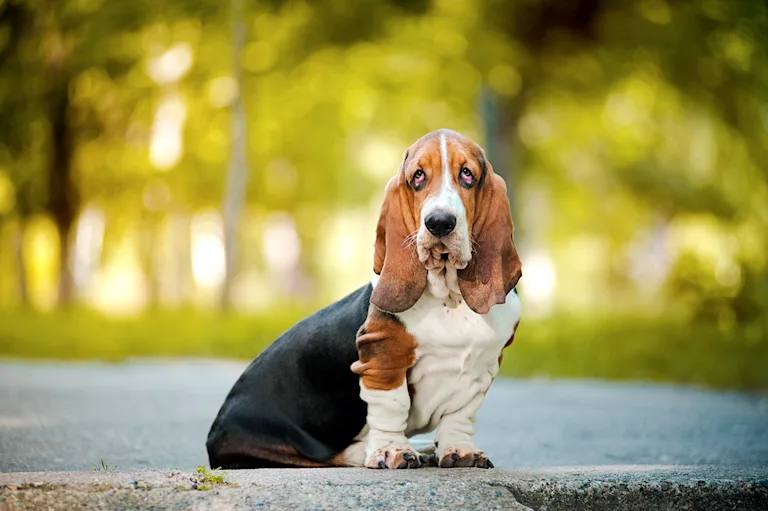le-basset-hound-le-chien-aux-oreilles-xxl