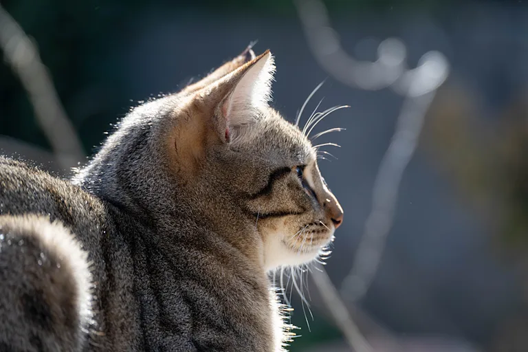 la-cardiomyopathie-hypertrophique-chez-le-chat-causes-symptomes-et-traitement