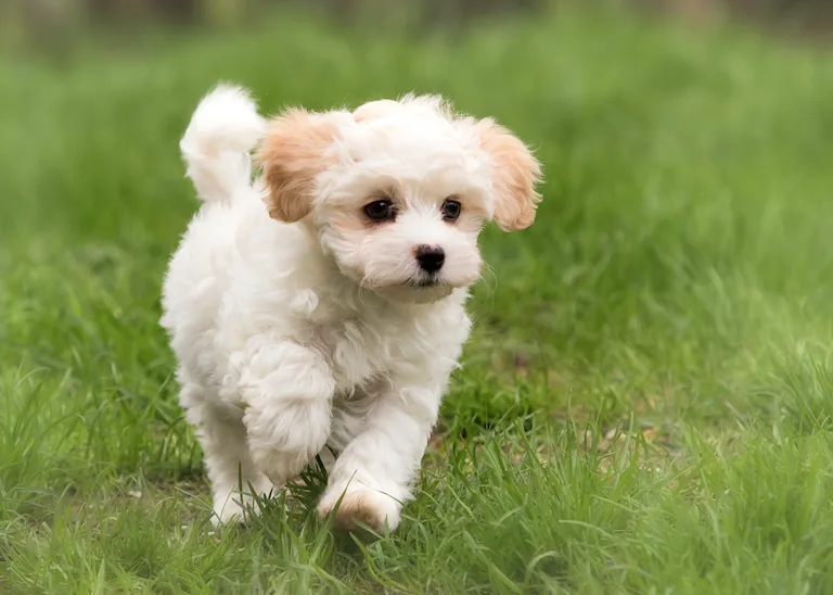 le-bichon-havanais-le-plus-mignon-des-petits-chiens