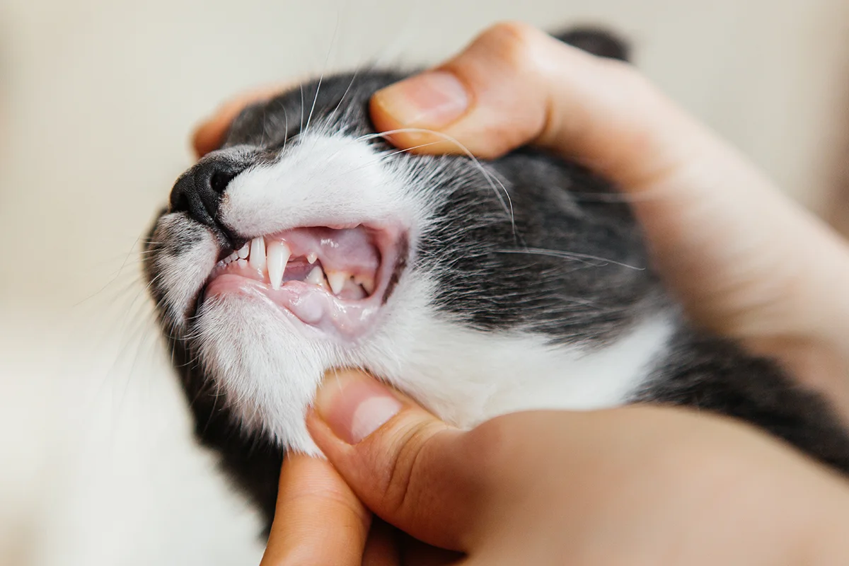 dent-cassee-chat