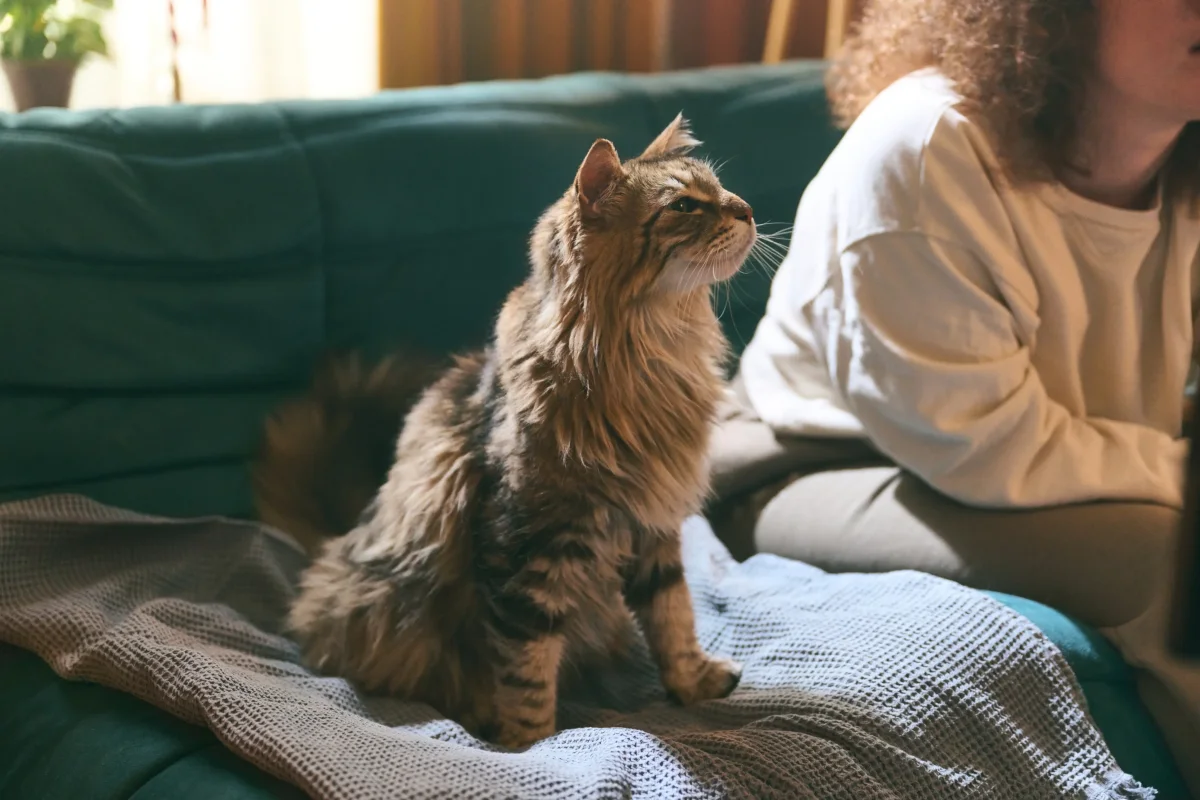 chat assis sur un canapé