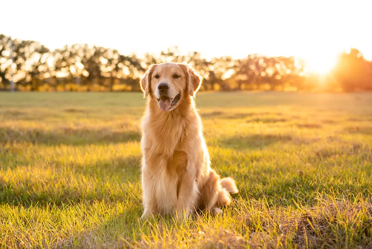 chien-gobe-mouche-immaginaire