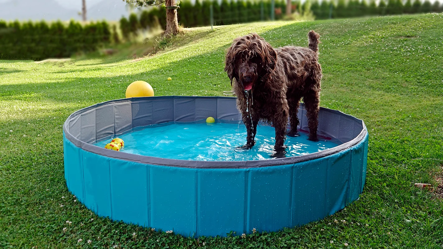 piscine-pour-chien