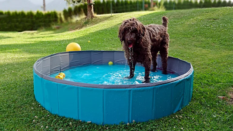 piscine-pour-chien