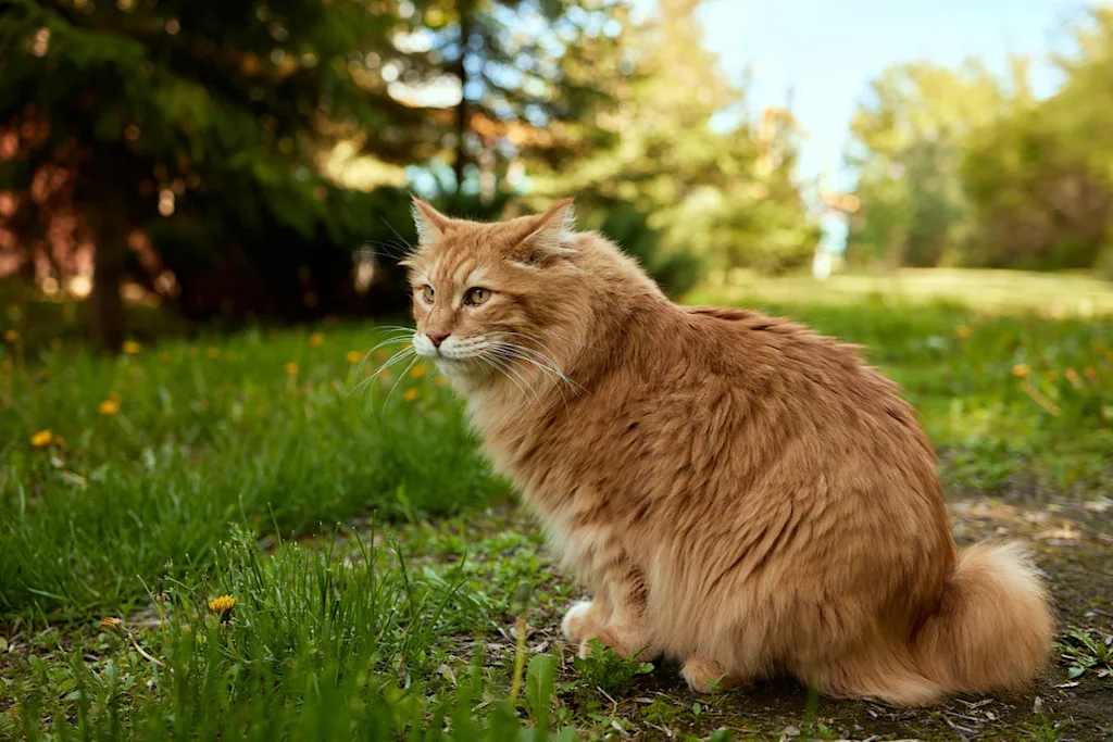 Le Bobtail des Kouriles : origines, caractère et comportement | Figo