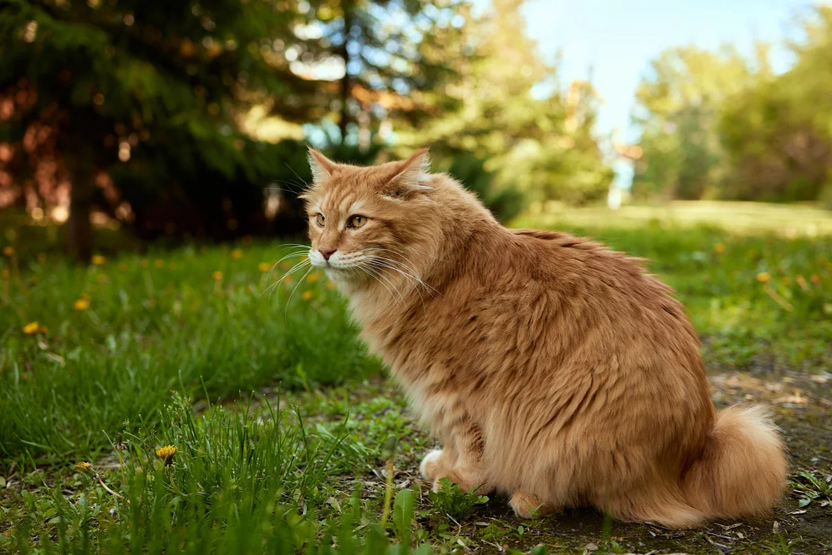 Bobtail des Kouriles