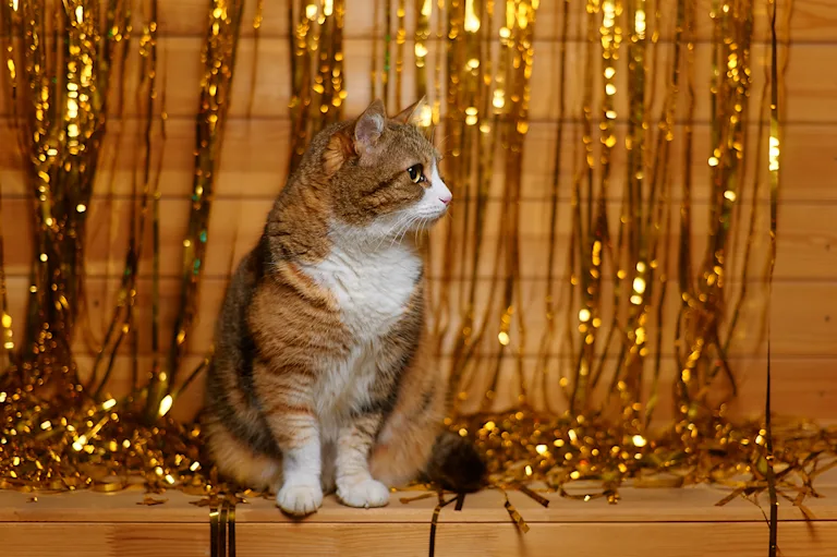 nouvel-an-avec-son-chat