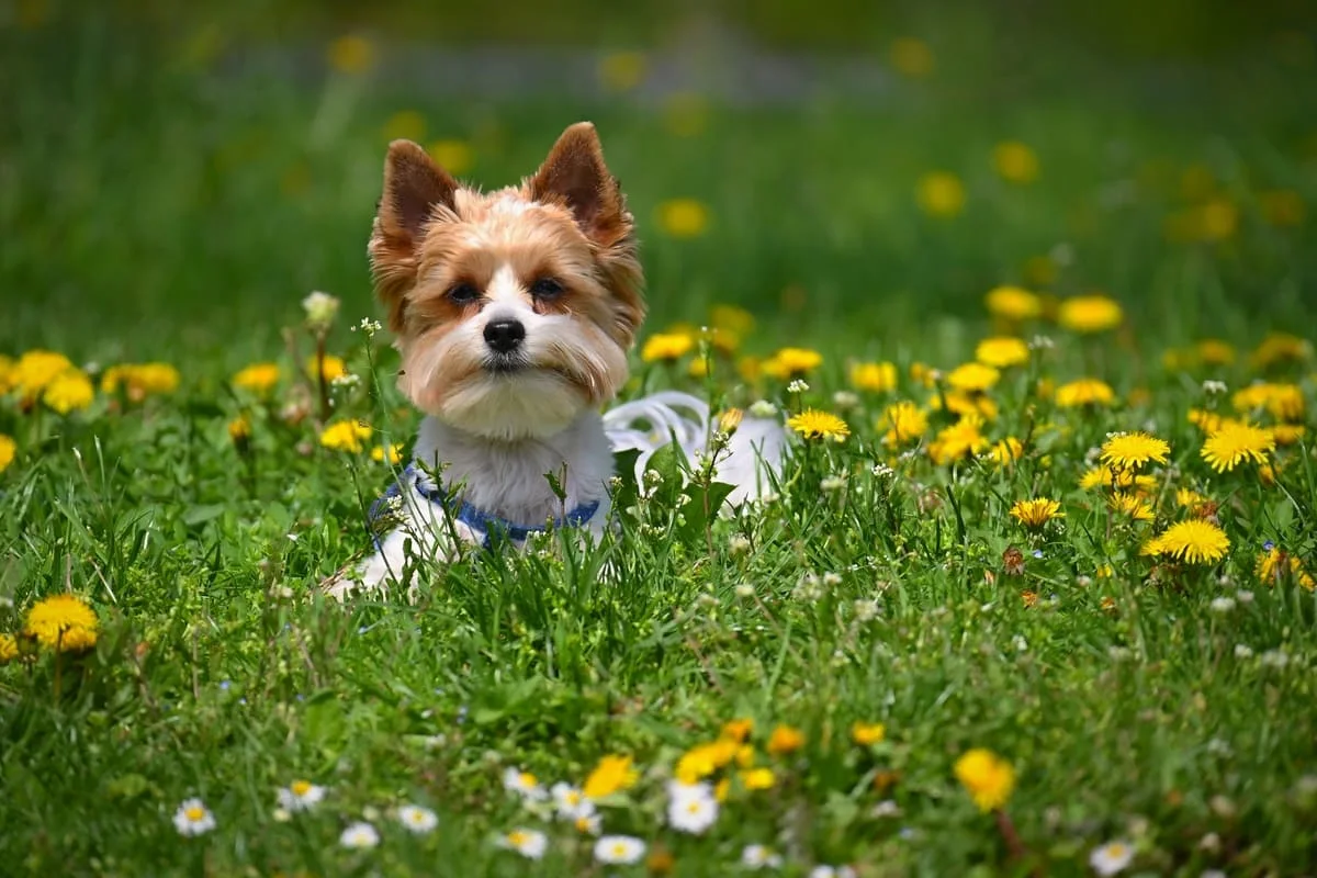 chien-biewer-yorkshire