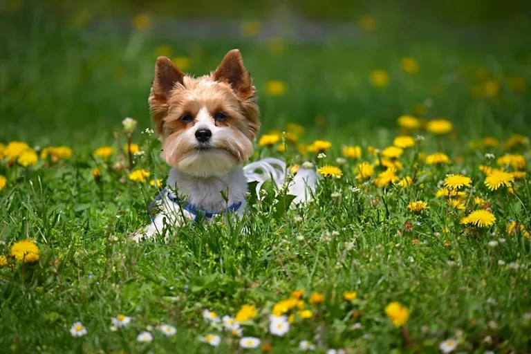 chien-biewer-yorkshire