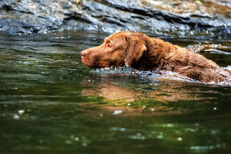 Retriever de la Baie de Chesapeake