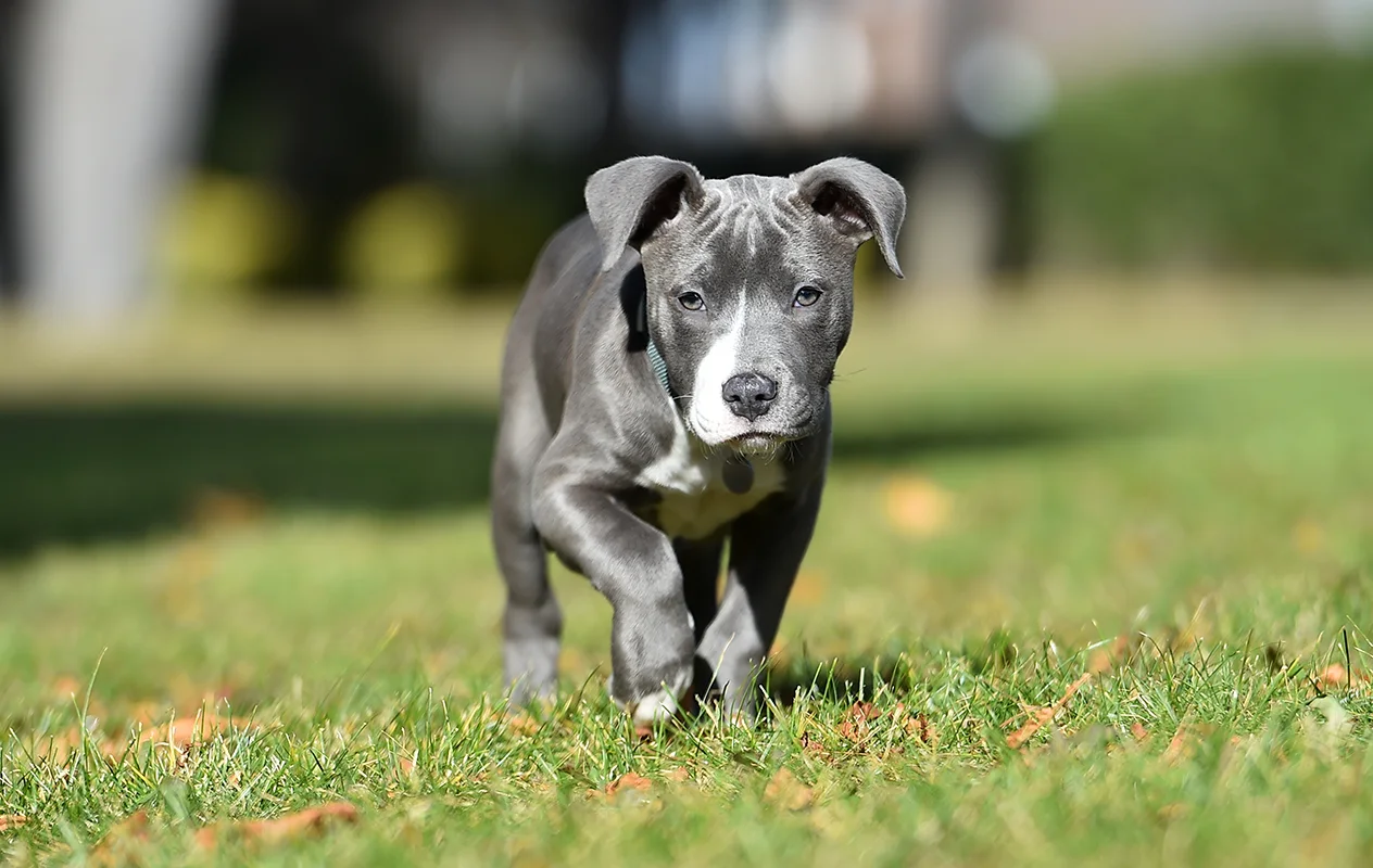 lamerican-staffordshire-terrier-le-grand-devoue