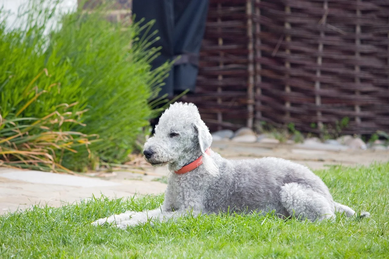 chien-bedlington-terrier