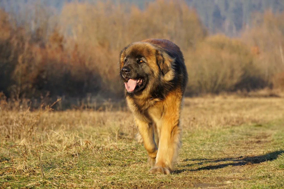 chien-leonberger