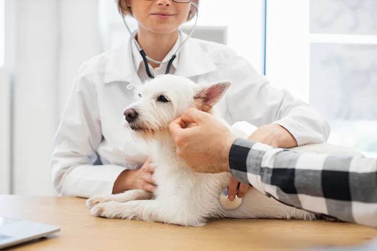 lanemie-chez-le-chien-causes-symptomes-et-traitement