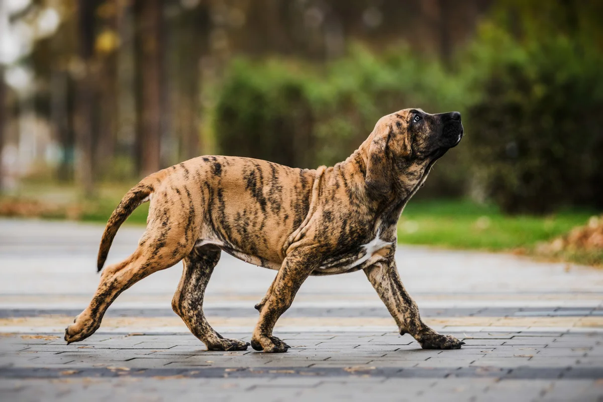 chien-fila-brasileiro