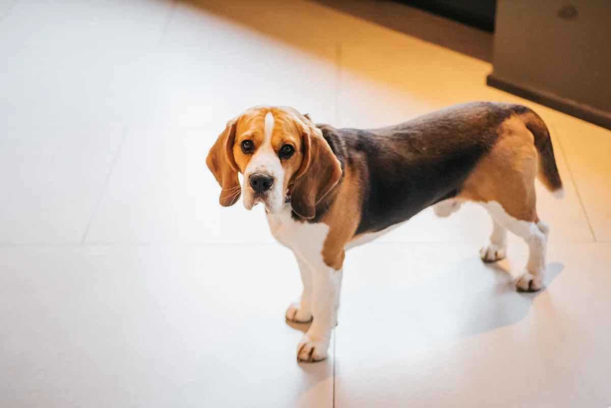 Foxhound Américain