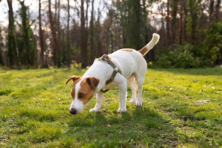 Jack Russell Terrier