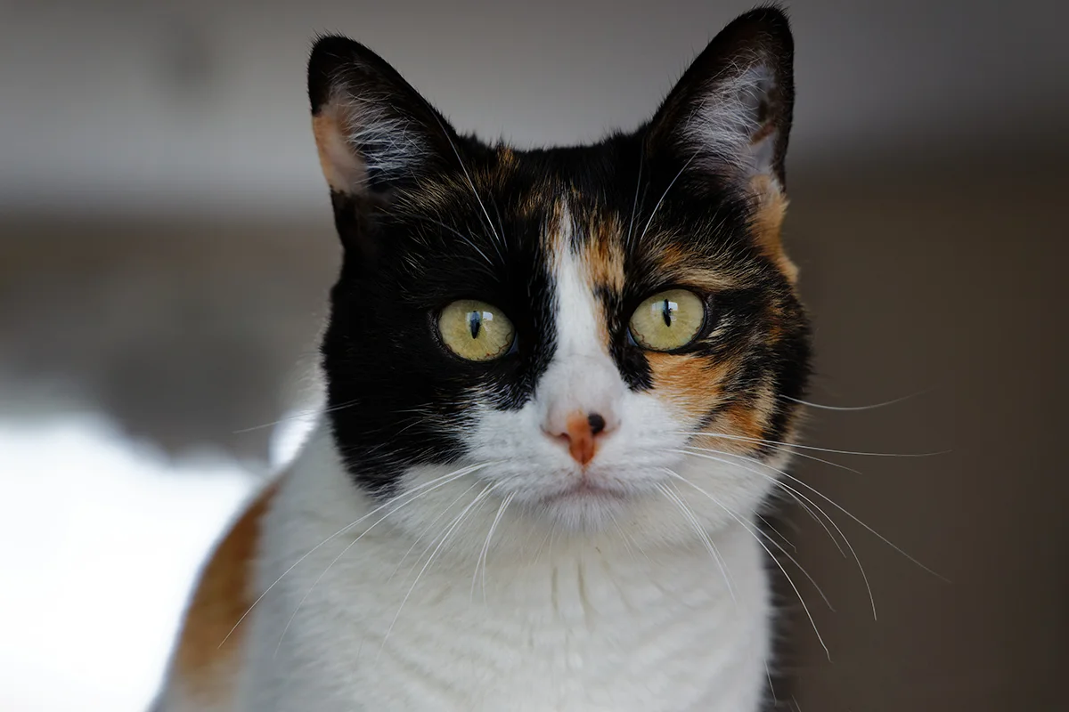 la-lipidose-hepatique-chez-le-chat-causes-symptomes-et-traitement