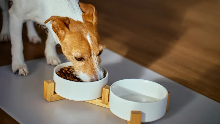 mon-chien-mange-les-croquettes-du-chat