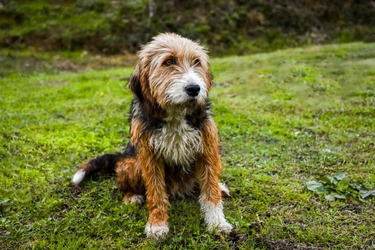 chien-courant-bosnie