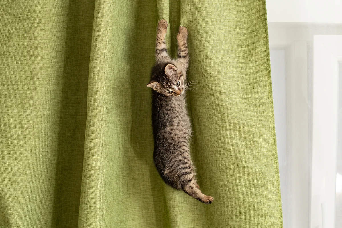 chat-grimpe-aux-rideaux