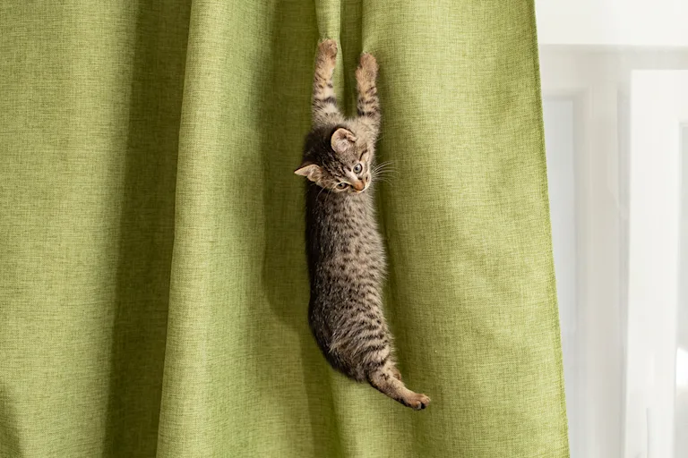 chat-grimpe-aux-rideaux
