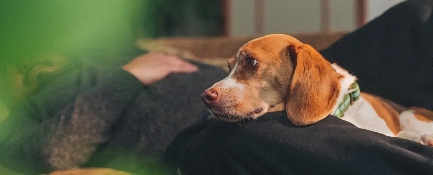 chien qui se repose