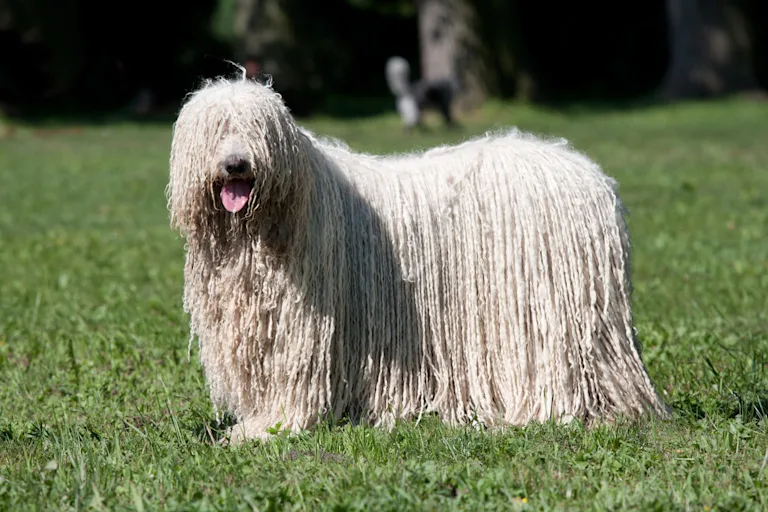 chien-komondor
