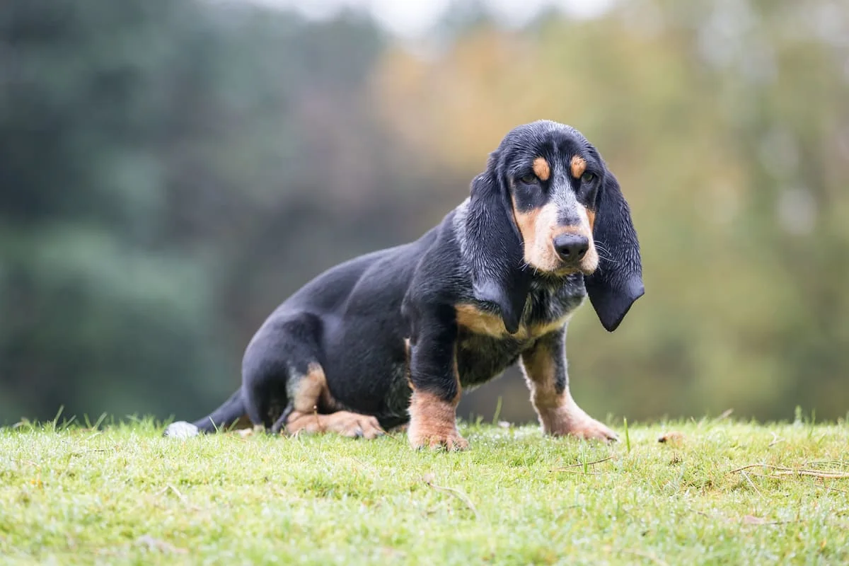chien-basset-bleu-de-gascogne