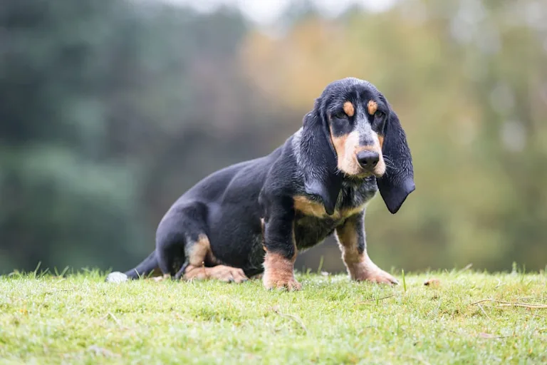chien-basset-bleu-de-gascogne