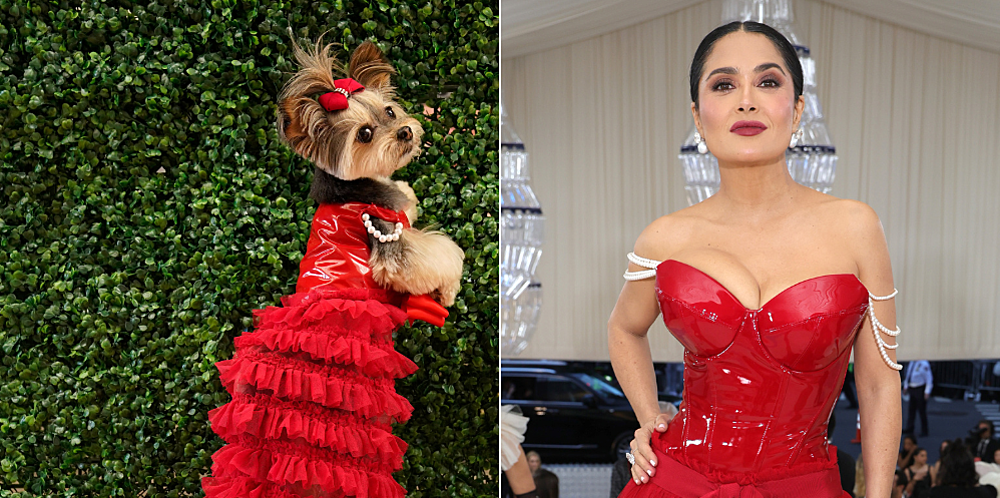 Perros rescatados posan con los diseños de la gala del Met