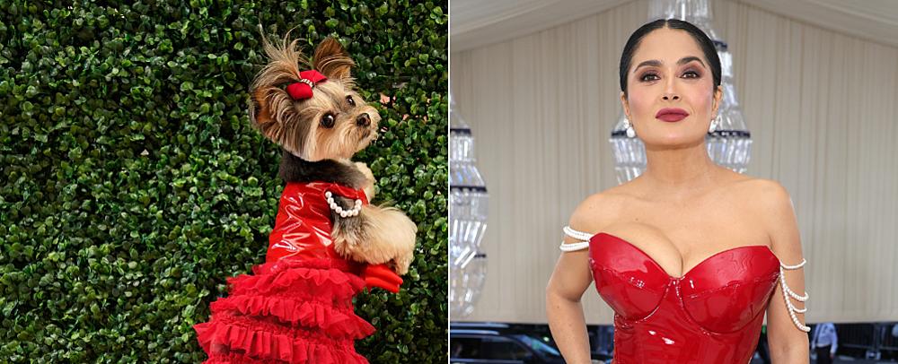 Perros rescatados posan con los diseños de la gala del Met