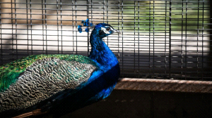 Pista de trote, parque de mascotas, pasarelas aéreas y huerto frutal son las novedades de la II etapa de El Pretil