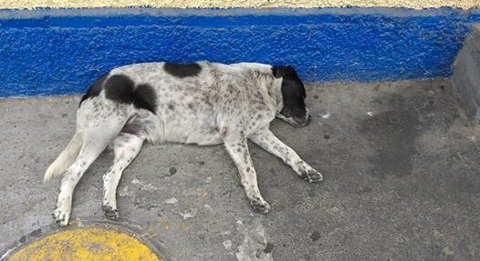 Tras preocupación por salud de "Vaquita": Preparan captura para iniciar exámenes médicos al emblemático can de Antofagasta