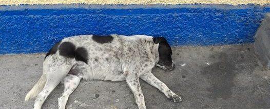 Tras preocupación por salud de "Vaquita": Preparan captura para iniciar exámenes médicos al emblemático can de Antofagasta