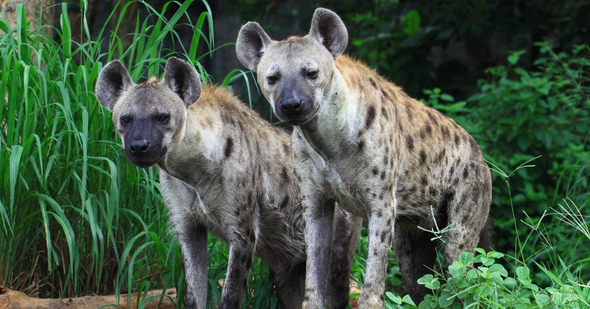 Piden "no moverse a solas por la noche": Al menos cinco muertos y más de 10 heridos tras un ataque de hienas en Sudán del Sur