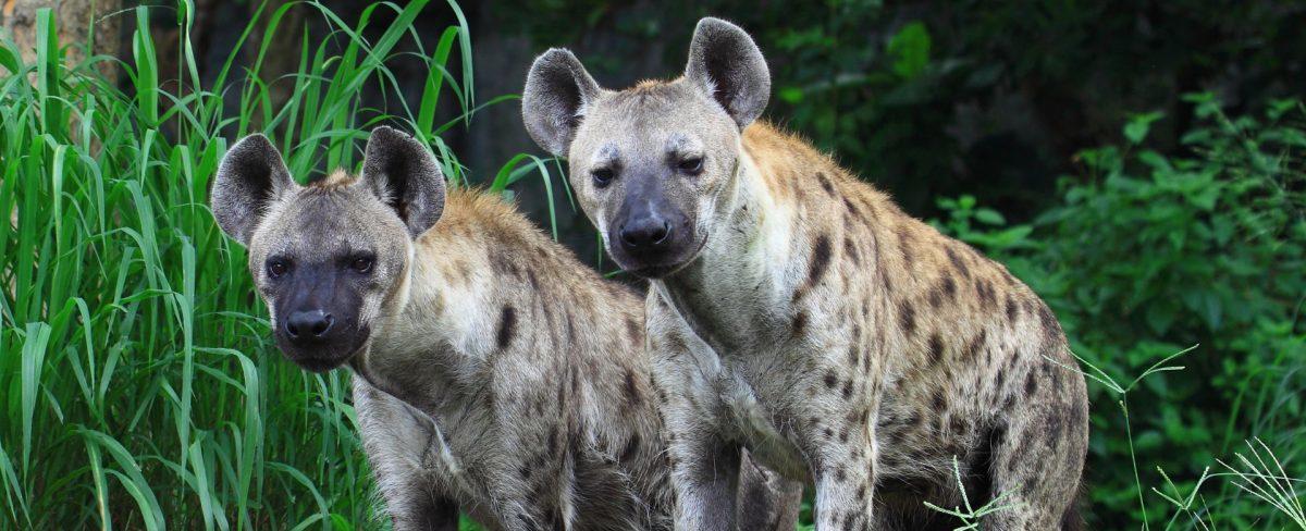 Piden "no moverse a solas por la noche": Al menos cinco muertos y más de 10 heridos tras un ataque de hienas en Sudán del Sur
