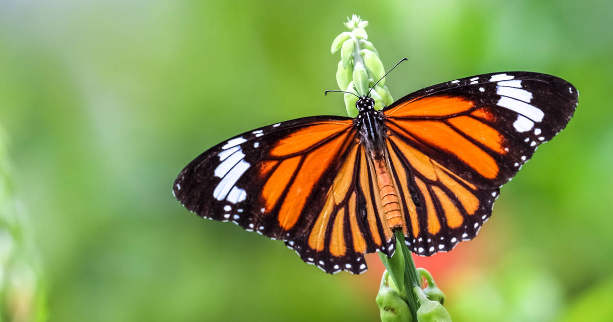 Mariposa monarca, la fascinante migración de una especie en peligro