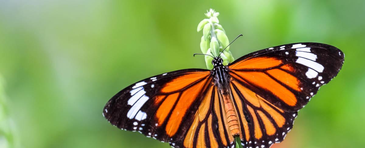 Mariposa monarca, la fascinante migración de una especie en peligro