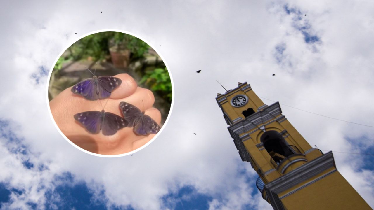 Video | Migración de mariposa Eunica Monima cautiva a Xalapa, Veracruz