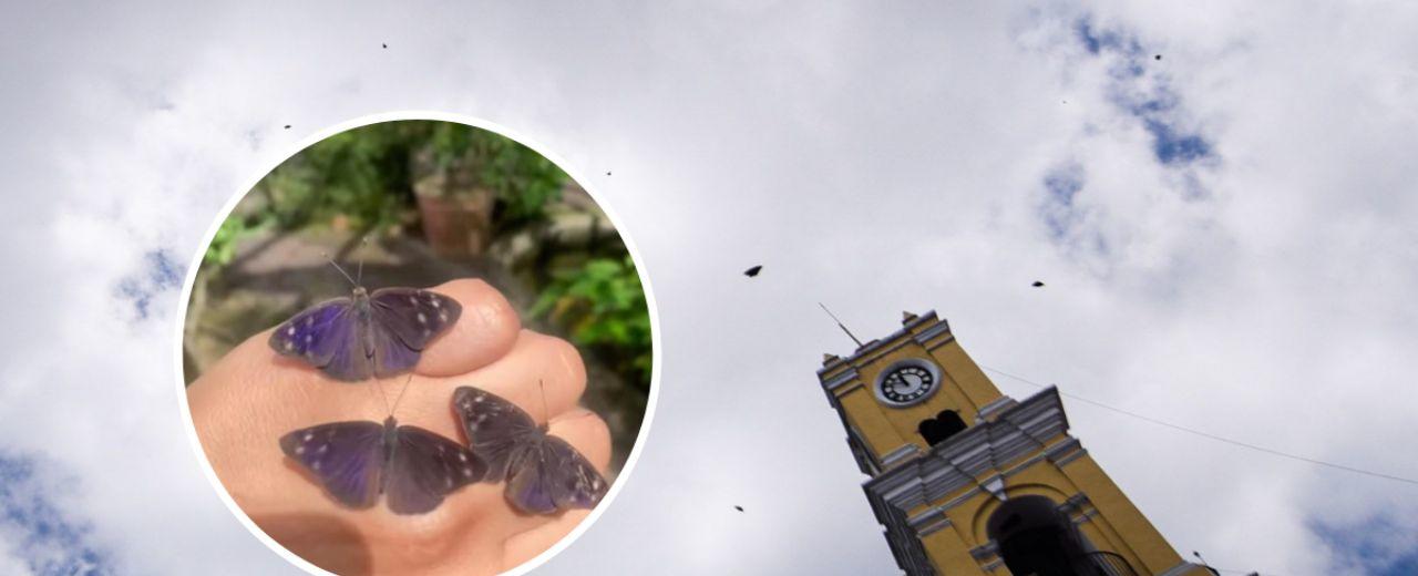 Video | Migración de mariposa Eunica Monima cautiva a Xalapa, Veracruz