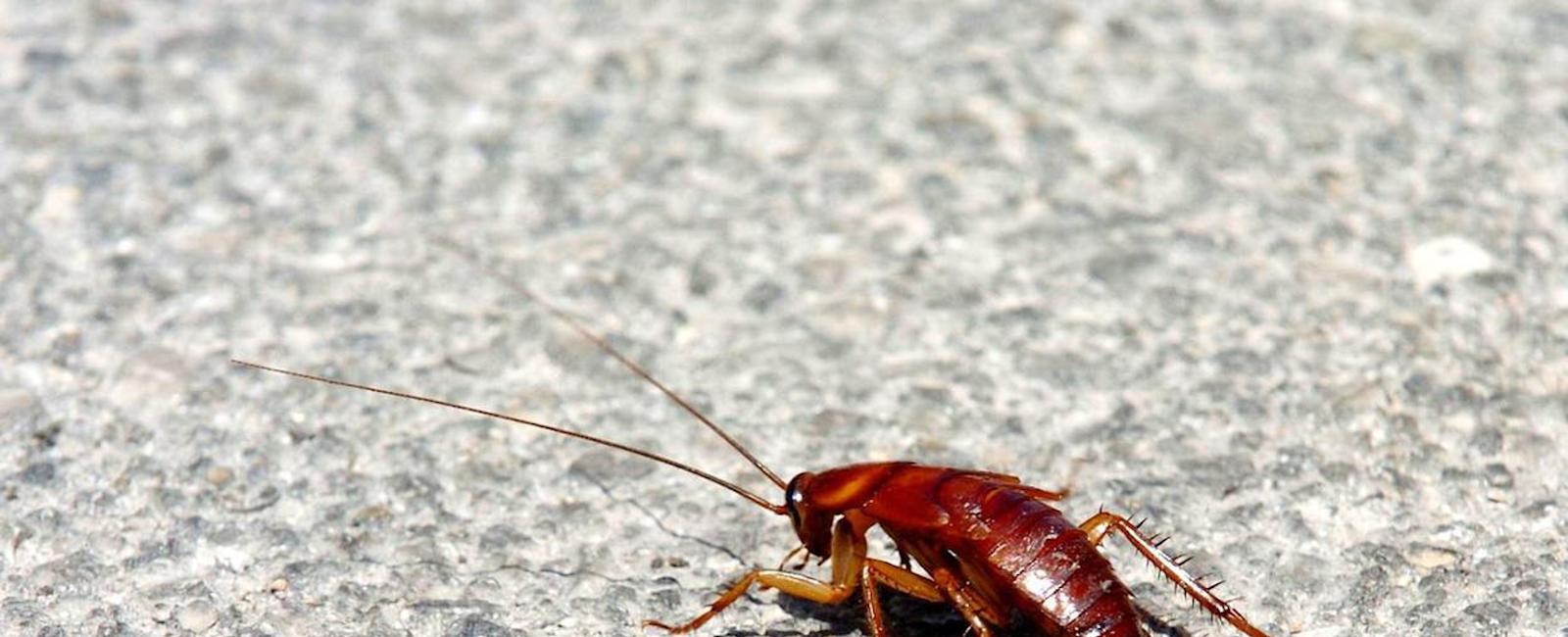 5 remedios caseros para acabar con las cucarachas en casa