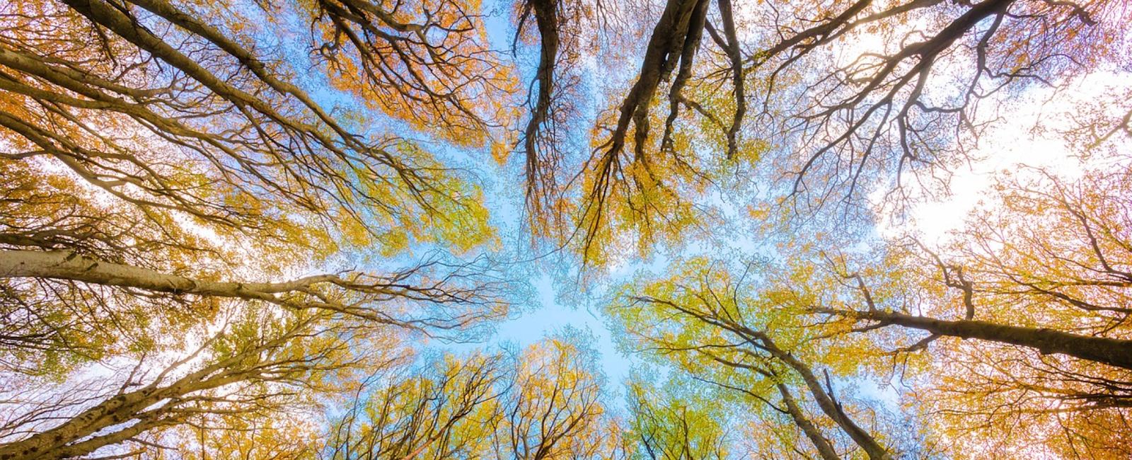 Día Mundial del Medio Ambiente: Vegetarianos Hoy lanza programa de educación sobre el impacto de la alimentación en el planeta y los animales